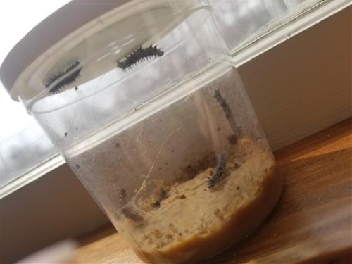 Caterpillars in a cup-Day 6 
